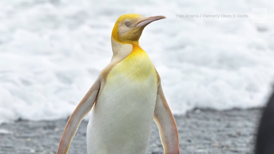 26 pictures of rare golden penguins, surprising everyone Late Daily